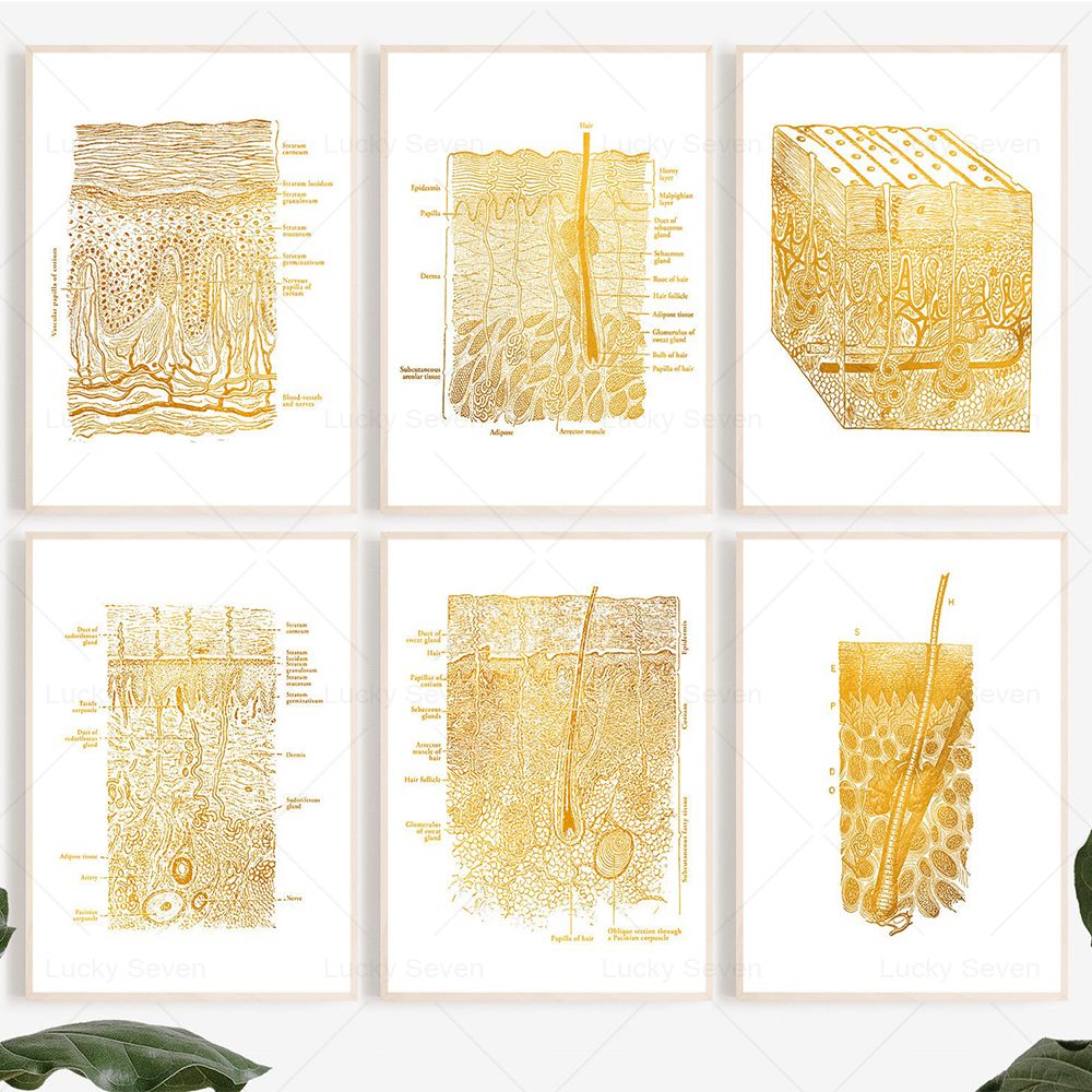 Skin Care Anatomy Posters Diss - Skincare Ls 评论和价格