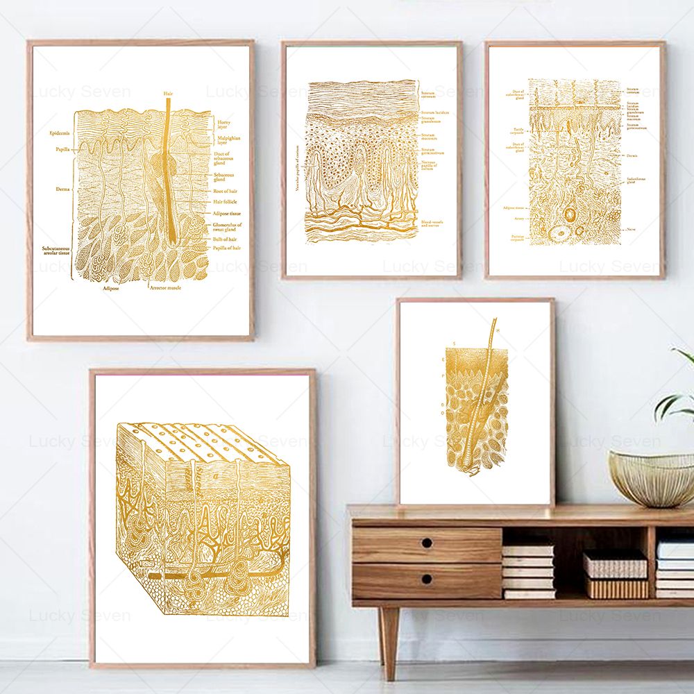 Skin Care Anatomy Posters Diss - Skincare Ls 评论和价格