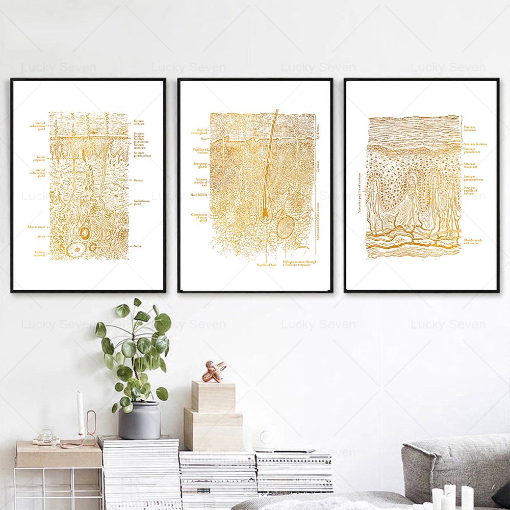 Skin Care Anatomy Posters Diss - Skincare Ls 评论和价格